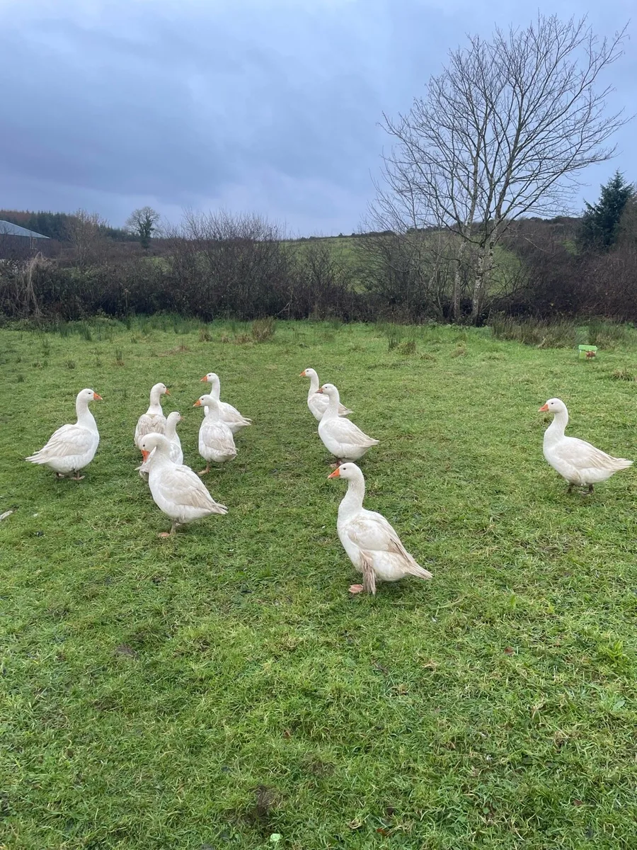 Oven ready free range geese - Image 2