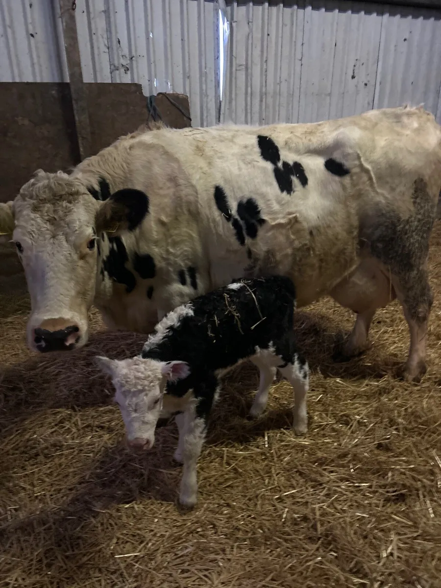 British friesian - Image 2
