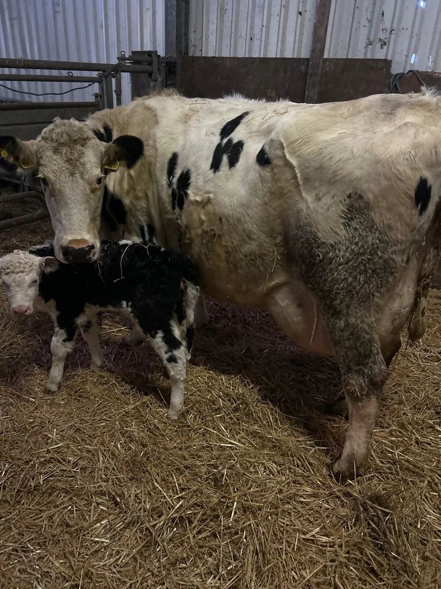 British friesian - Image 3