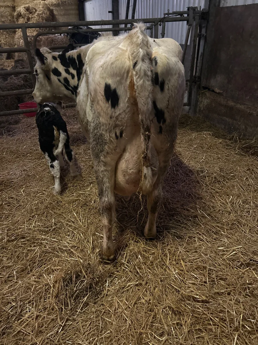 British friesian - Image 4
