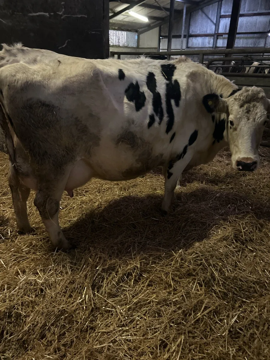 British friesian - Image 1