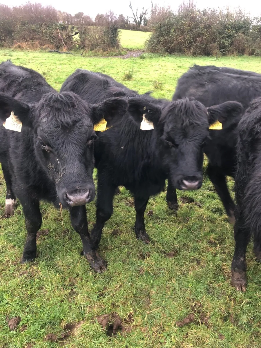 Angus Heifers - Image 2