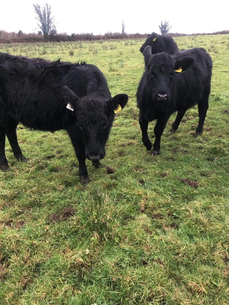 Angus Heifers - Image 3