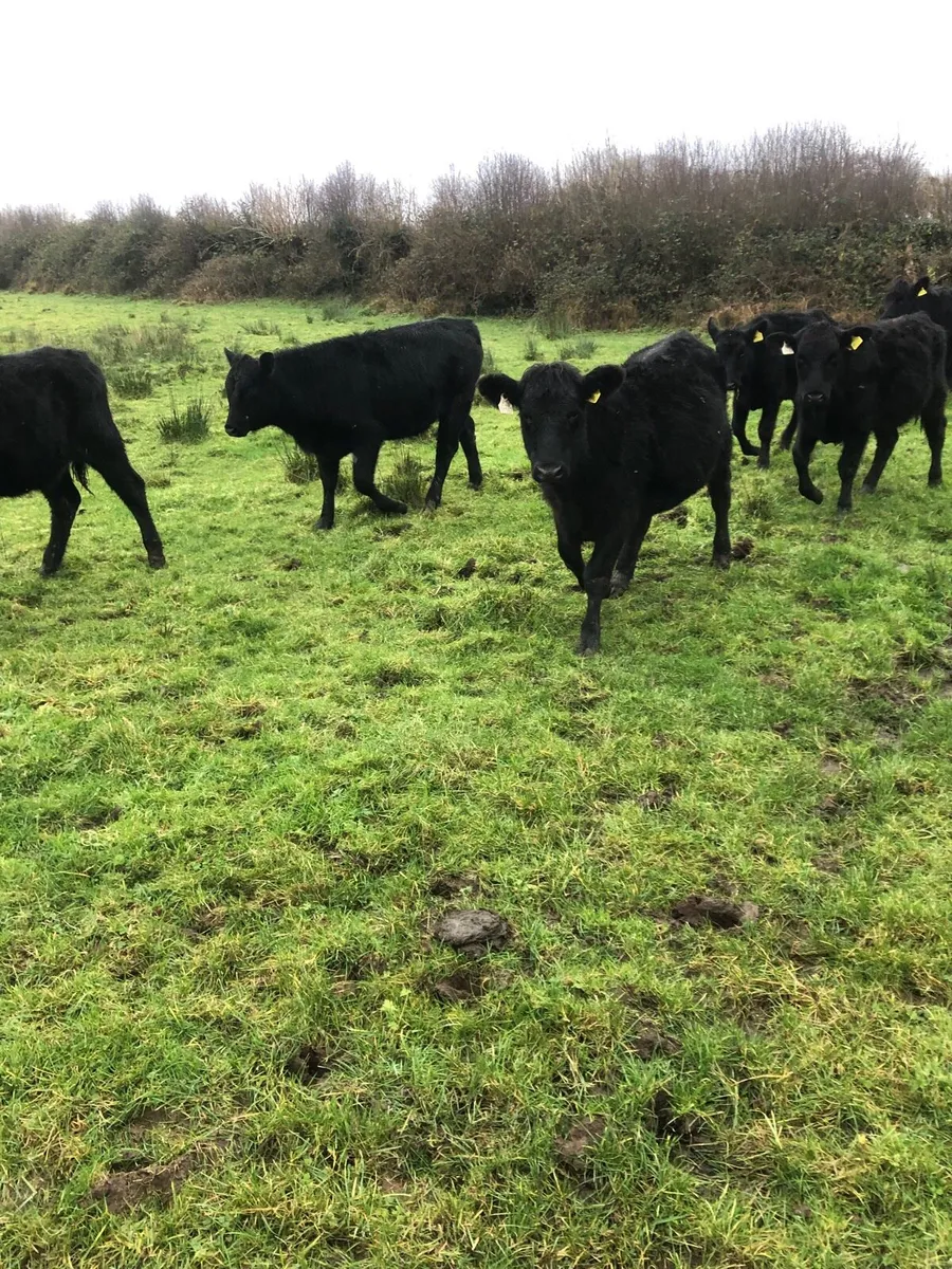 Angus Heifers - Image 4