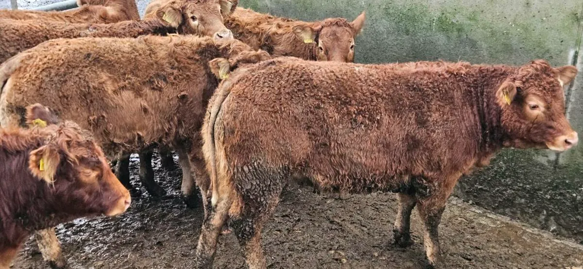 8 Exceptional limousin Heifers - Image 3