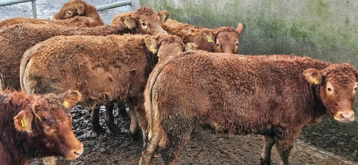 8 Exceptional limousin Heifers - Image 4