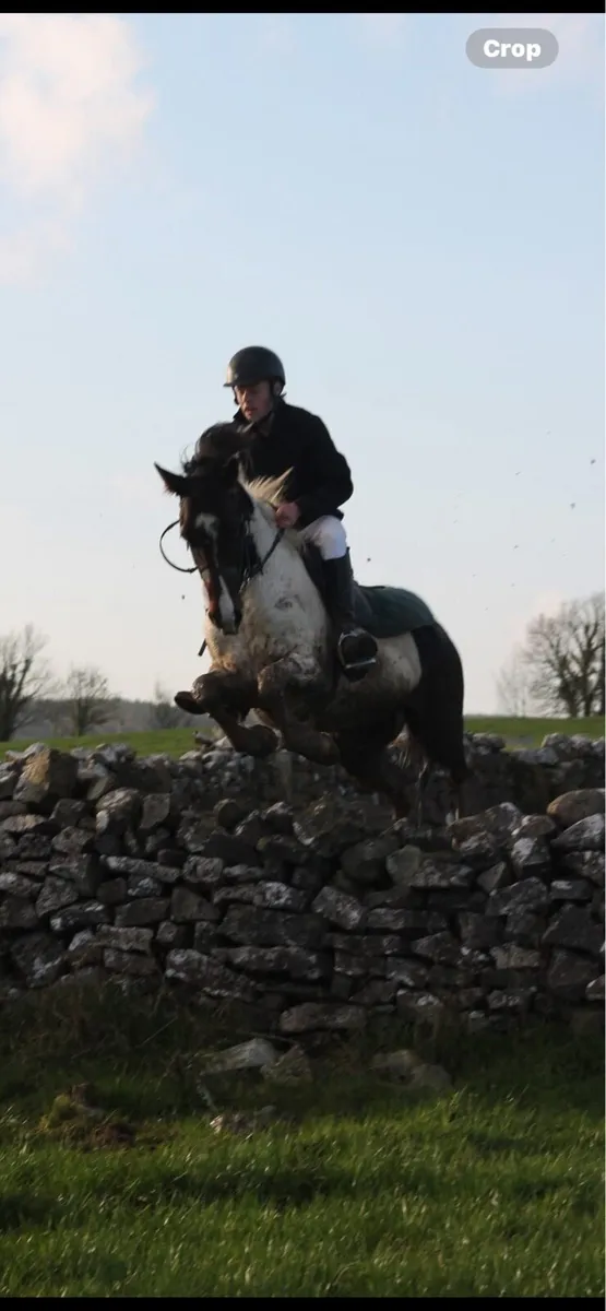 6 year old gelding - Image 1