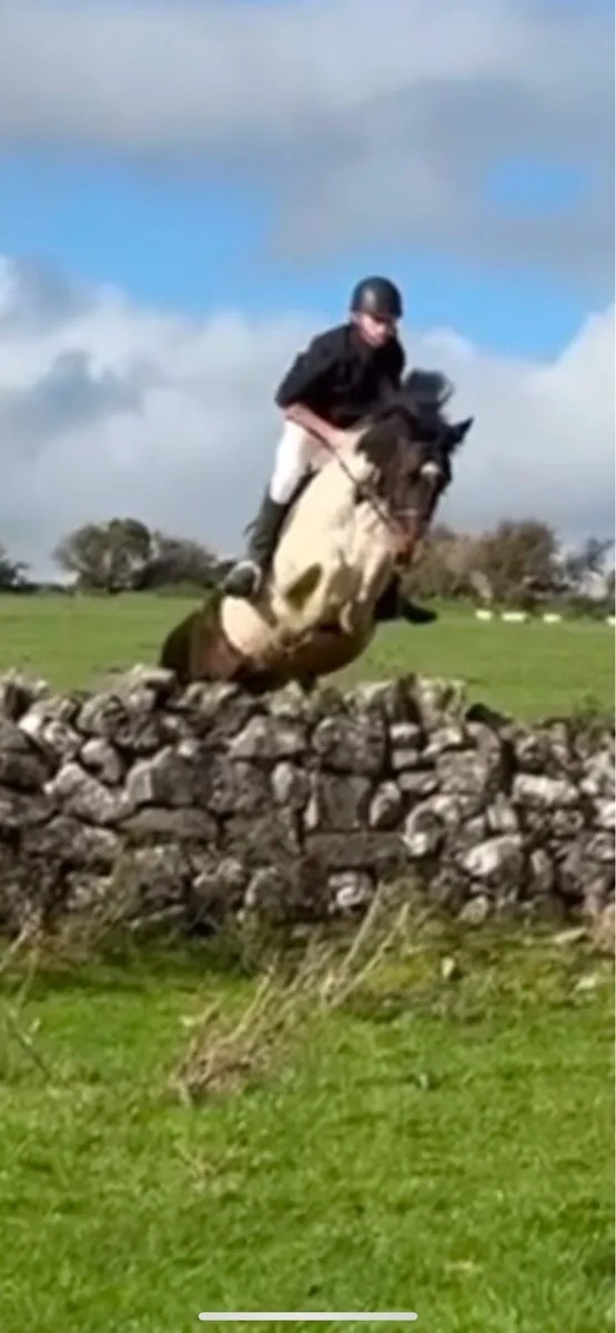 6 year old gelding - Image 2