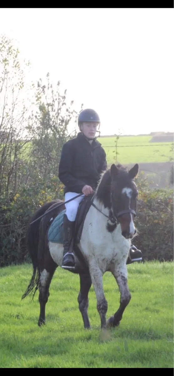 6 year old gelding - Image 3