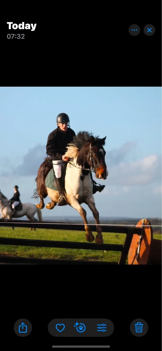 6 year old gelding - Image 4