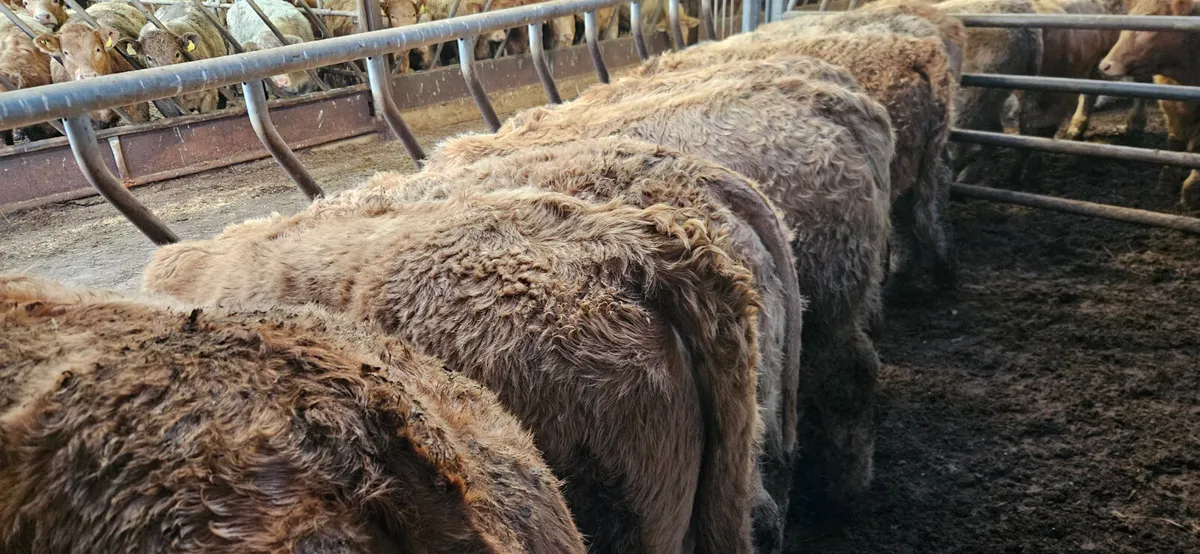 8 Smashing Golden Chx Heifers for sale. - Image 4