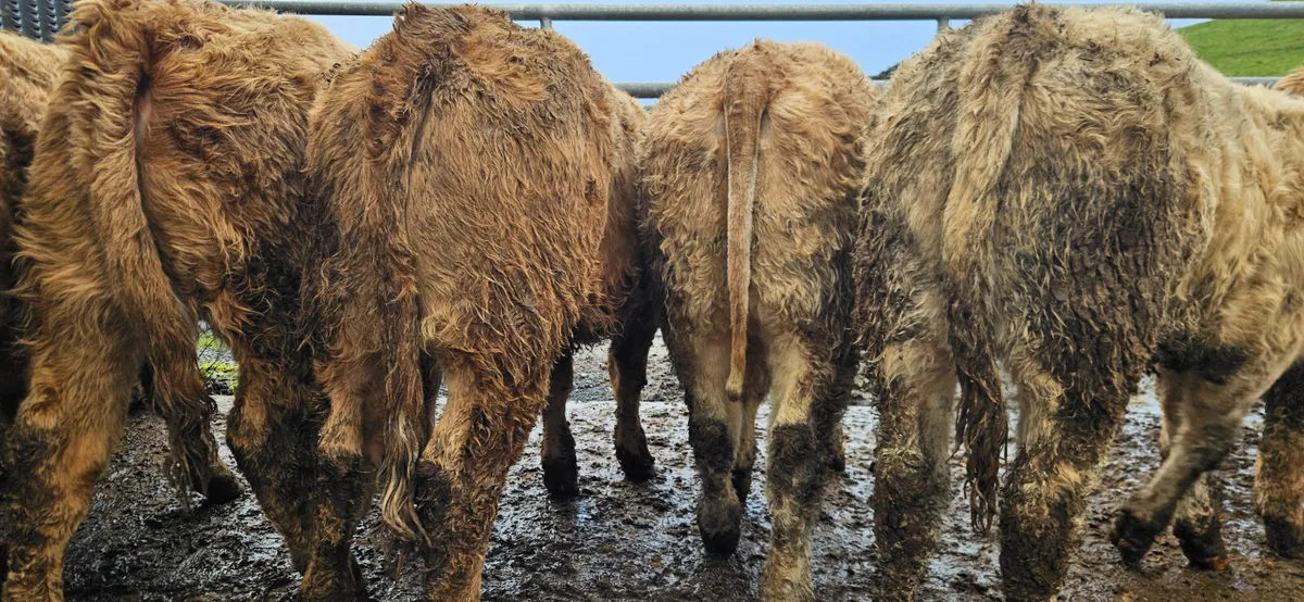 8 Smashing Golden Chx Heifers for sale. - Image 3