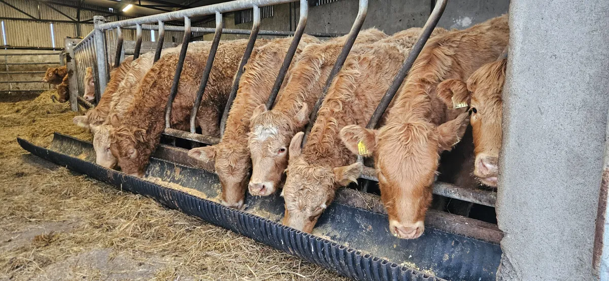 8 Smashing Golden Chx Heifers for sale. - Image 2
