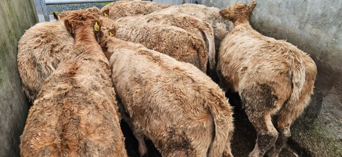8 Smashing Golden Chx Heifers for sale. - Image 1