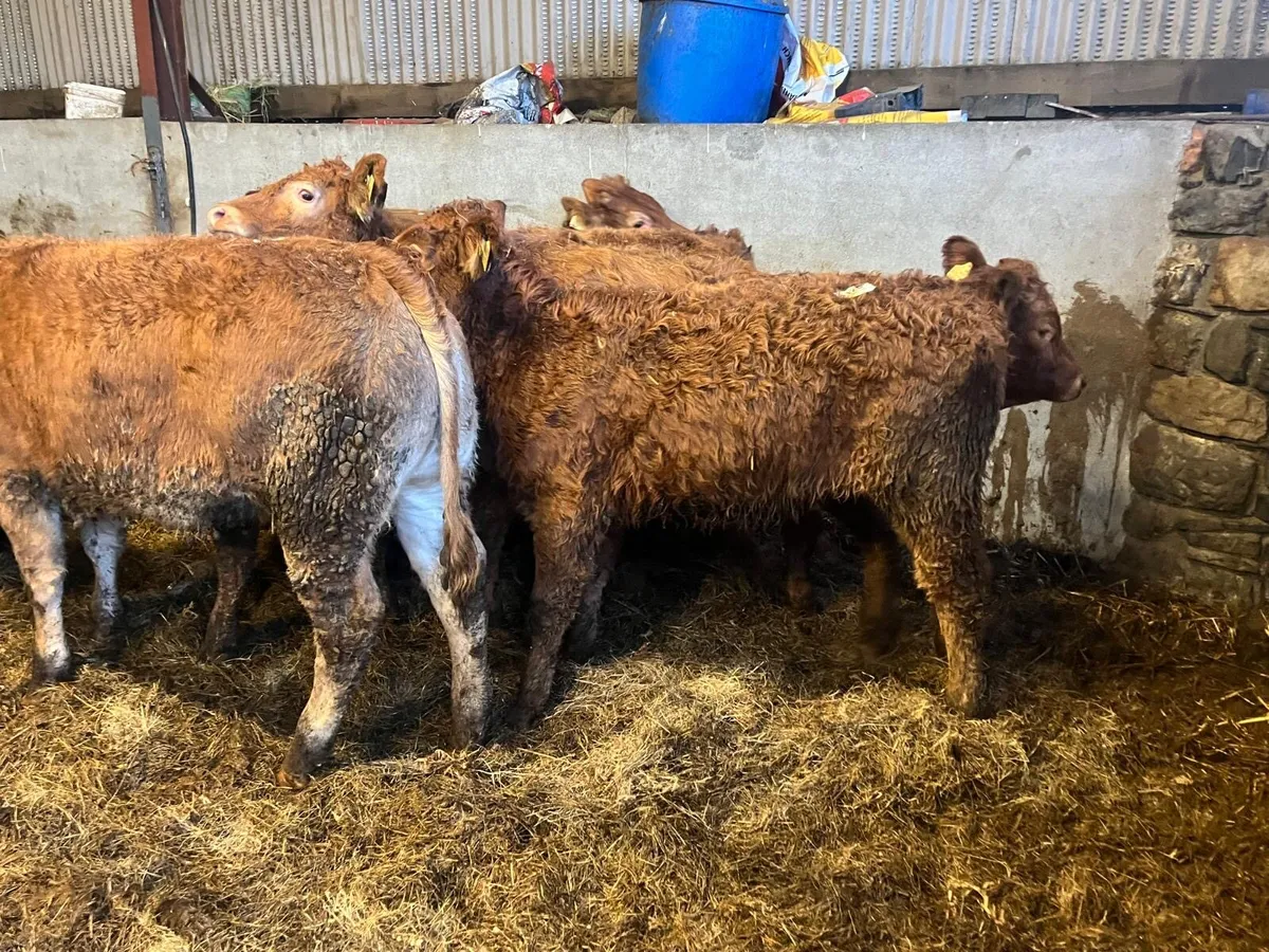 10 super limousin suckler bred heifers - Image 2