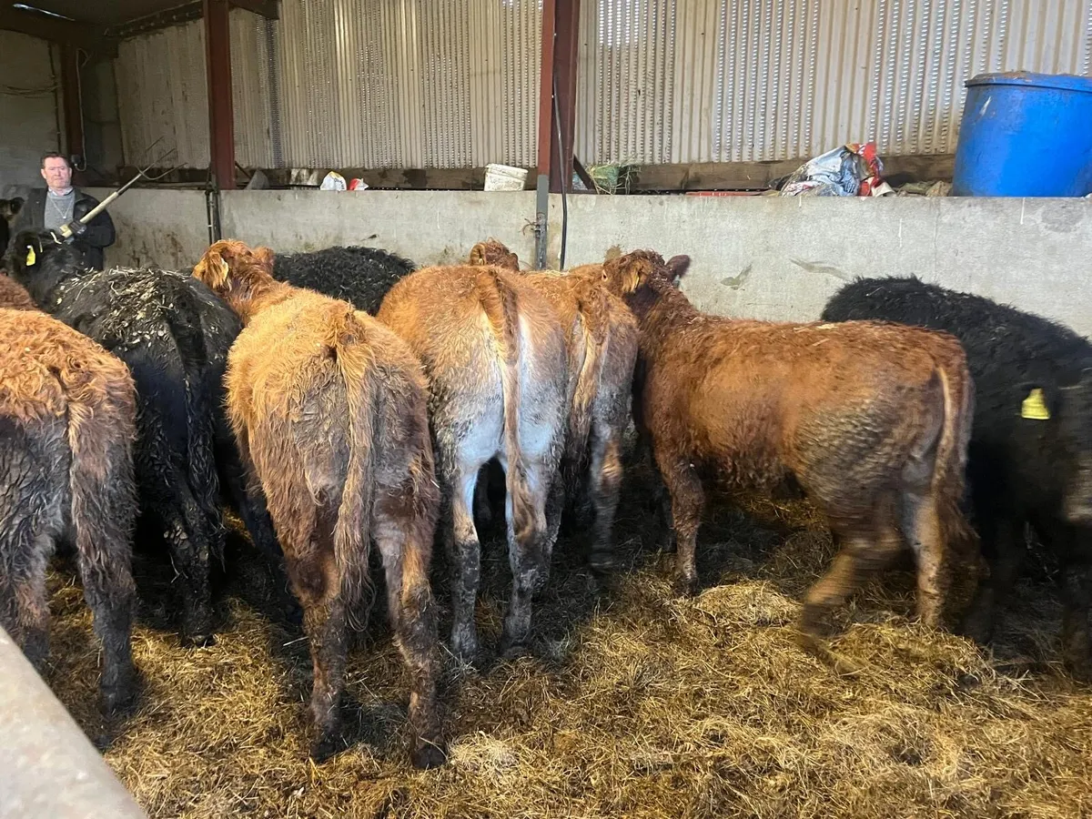 10 super limousin suckler bred heifers - Image 3