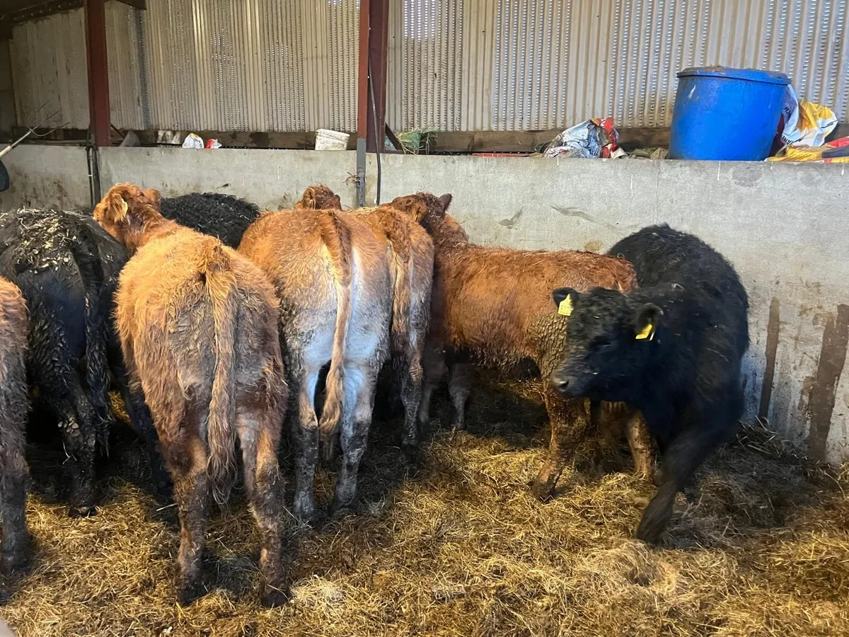 10 super limousin suckler bred heifers - Image 4