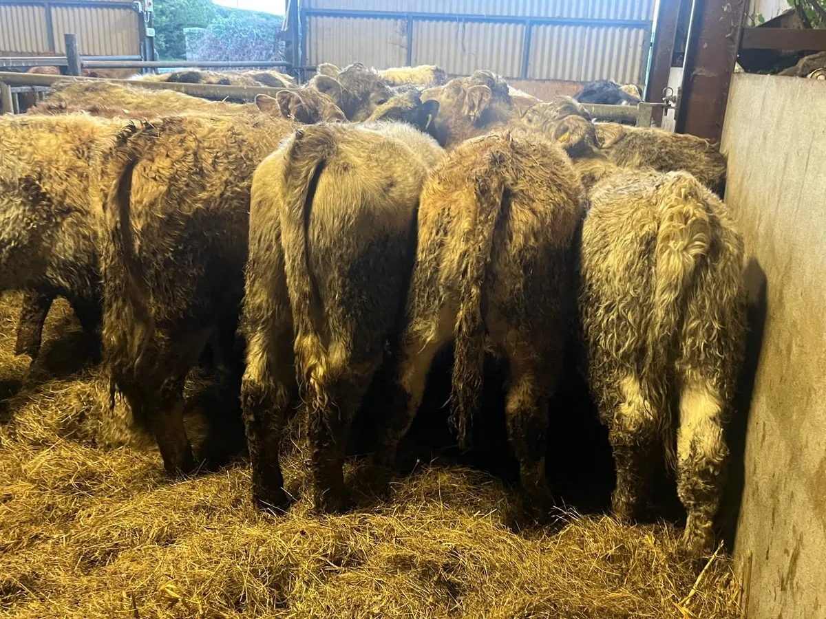 14 super charlaois heifer weanlings - Image 1