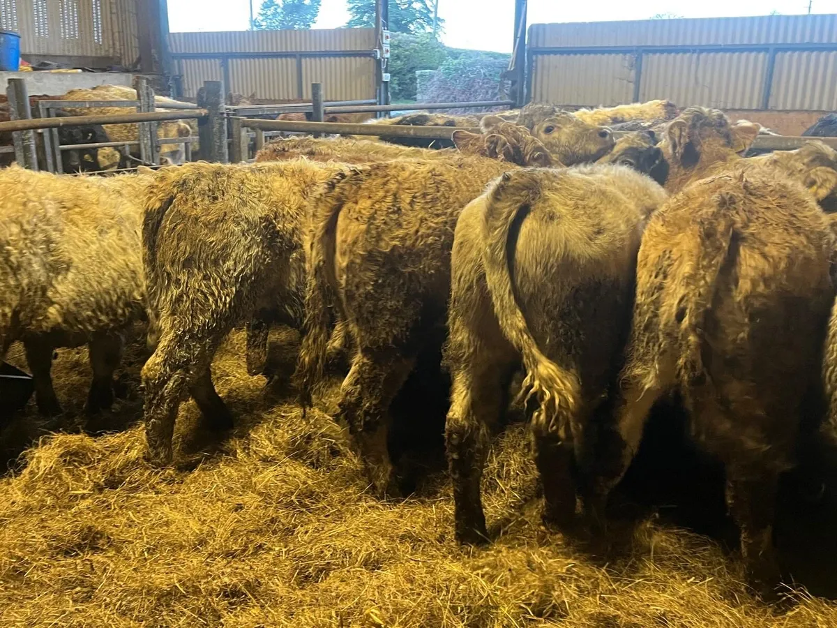 14 super charlaois heifer weanlings - Image 2