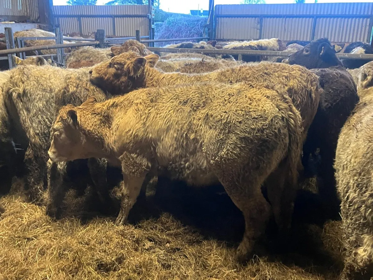 14 super charlaois heifer weanlings - Image 3