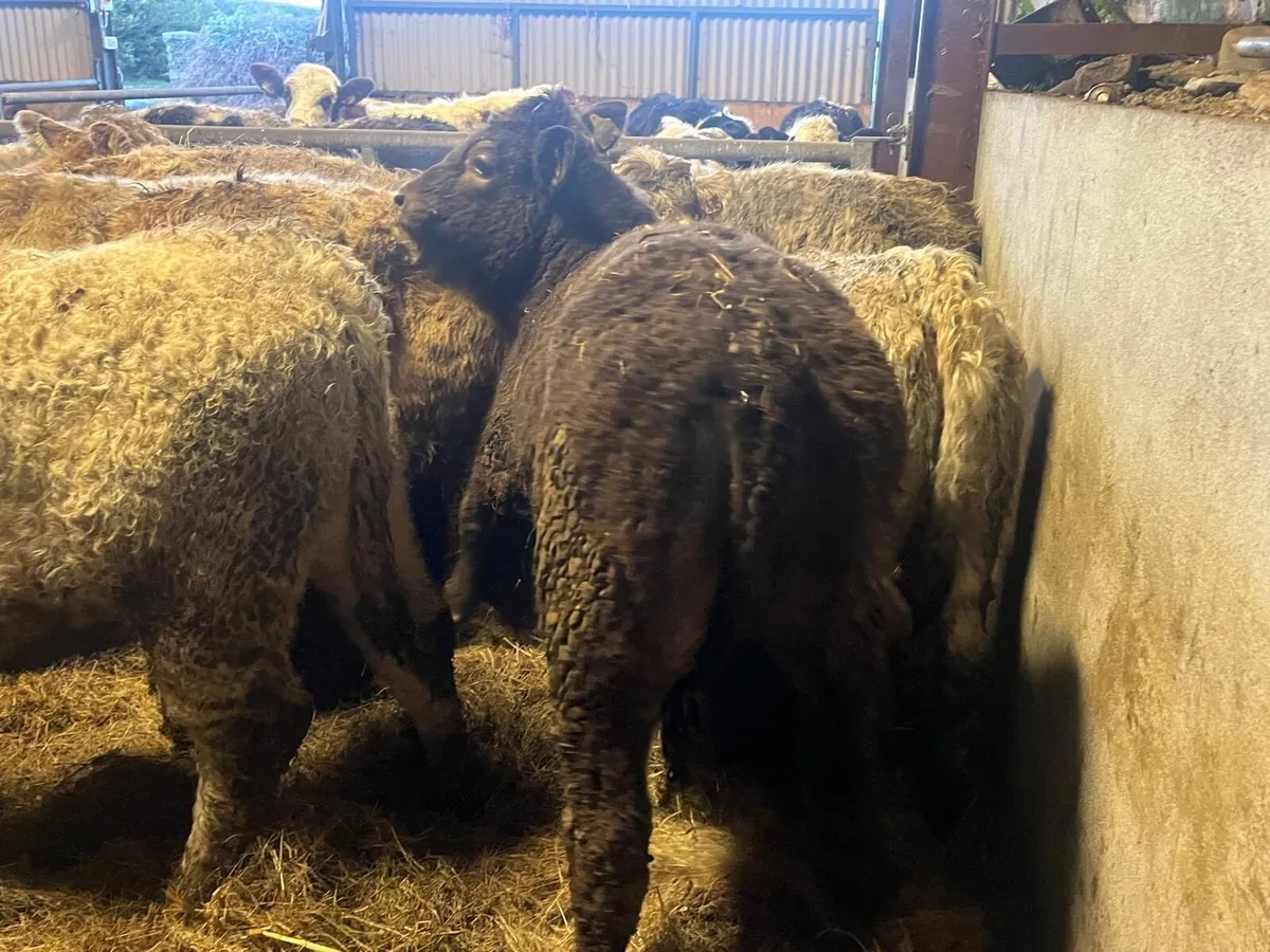 14 super charlaois heifer weanlings - Image 4