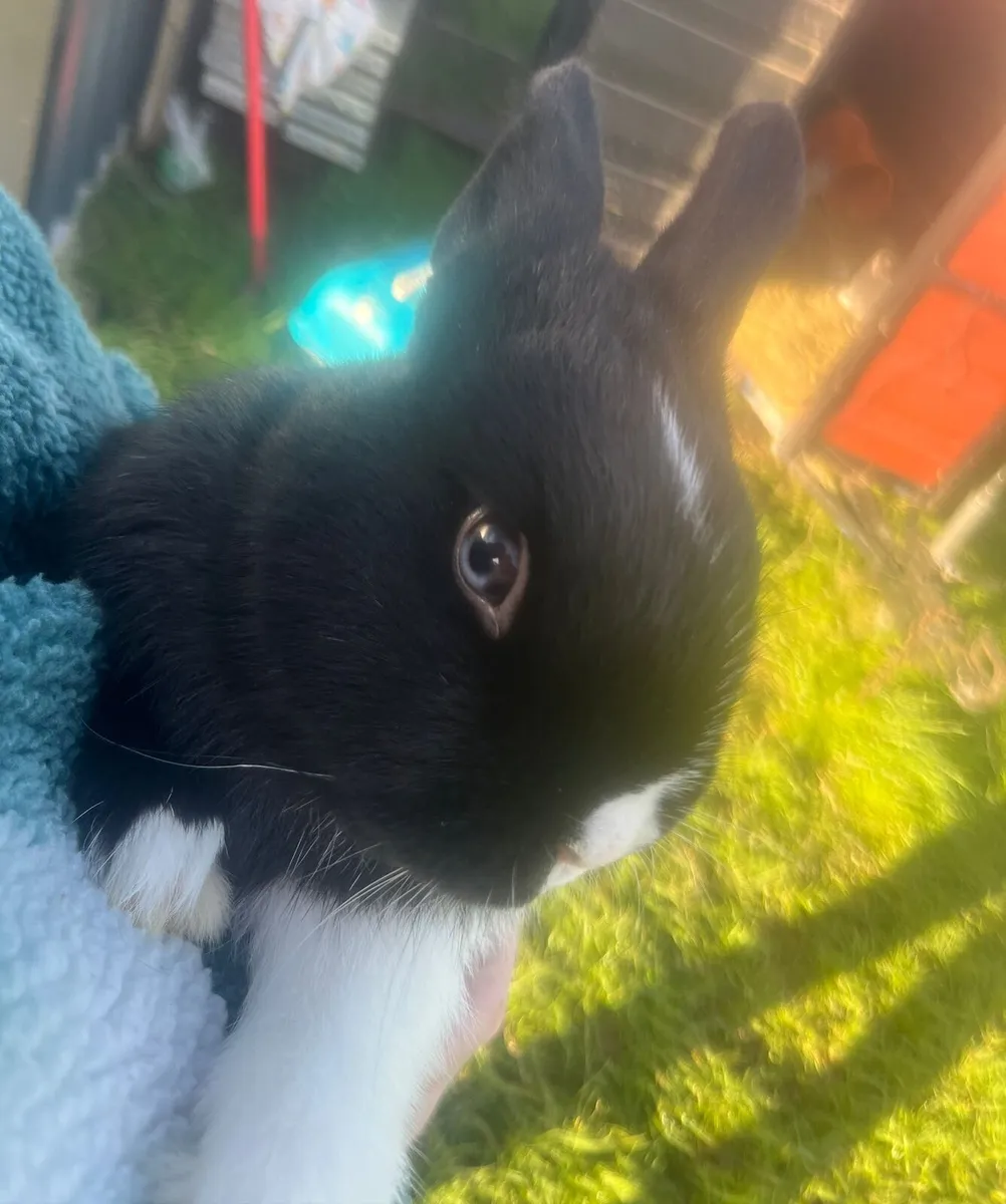Netherland Dwarf rabbit - Image 1