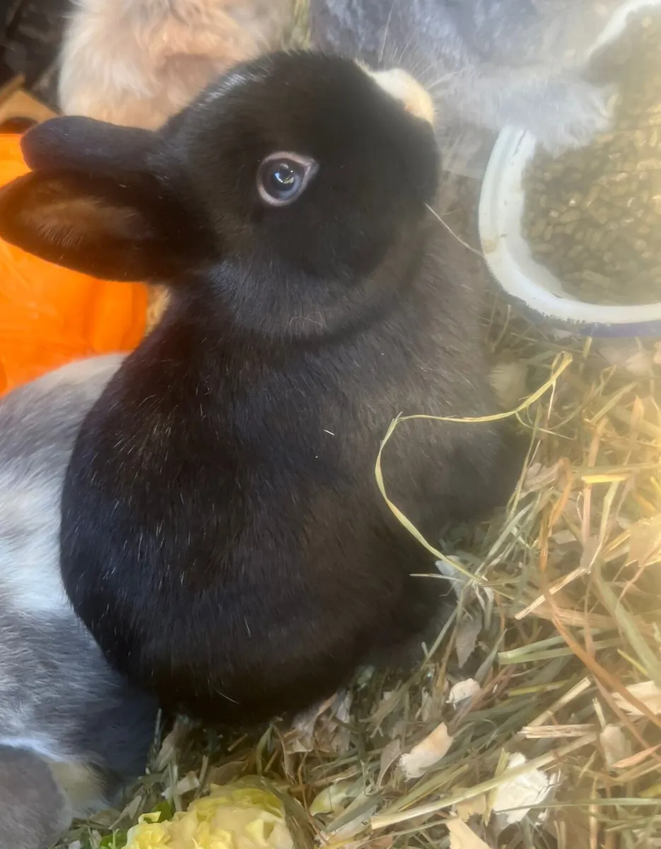 Netherland Dwarf rabbit - Image 2