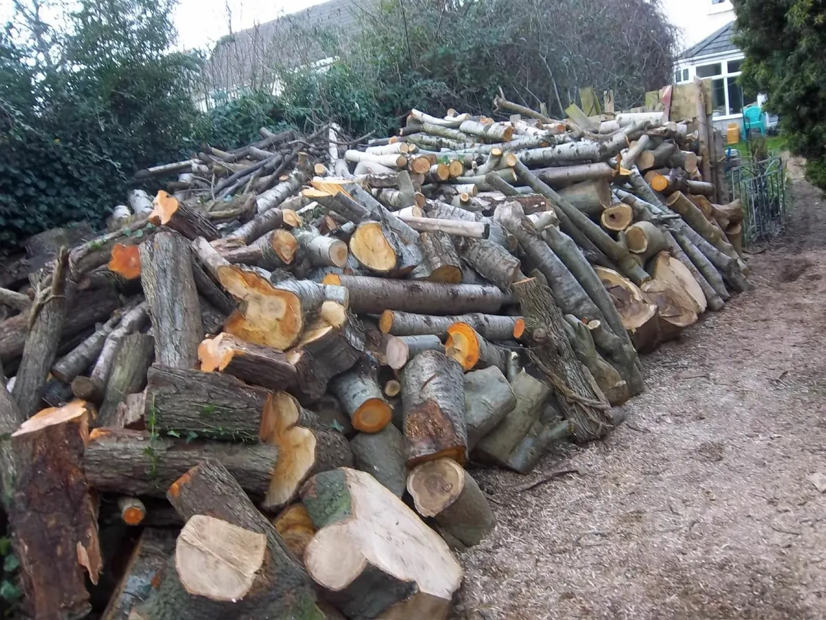 FIREWOOD - Image 2