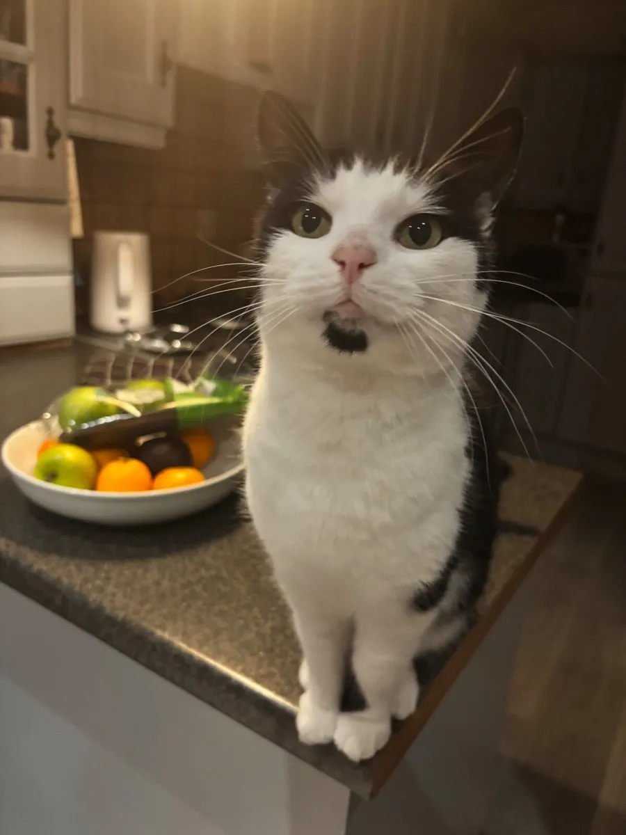 Sweet black and white cat looking for a home - Image 2