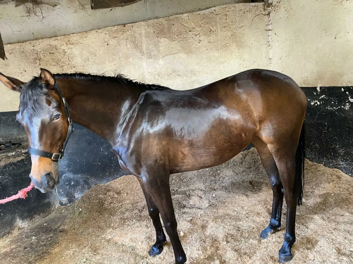 138 Show Pony/PB Arab - Image 1