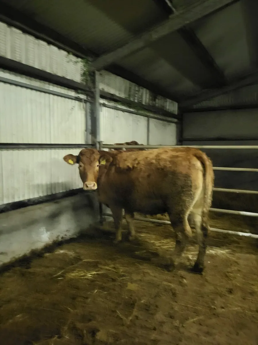 Springers calving Feb/March - Image 2