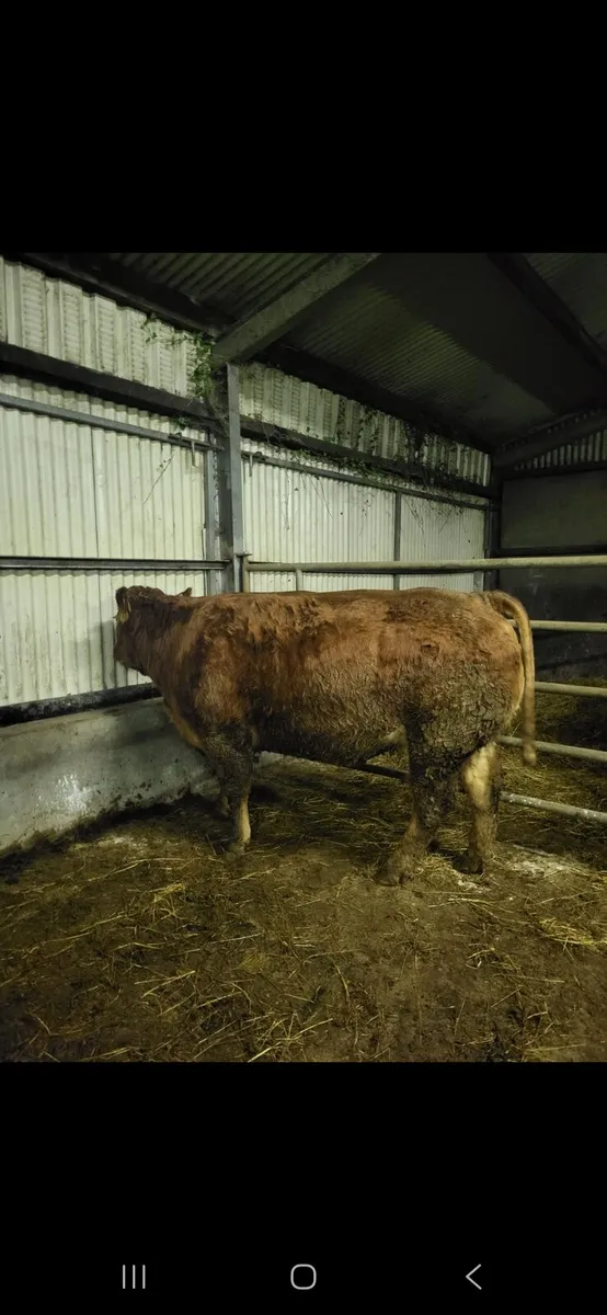 Springers calving Feb/March - Image 4