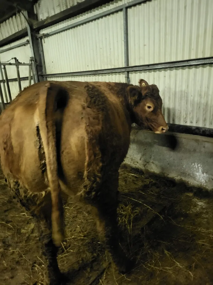 Springers calving Feb/March - Image 3