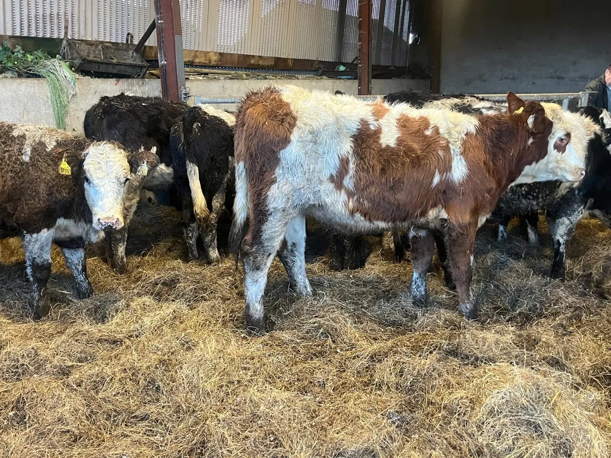 10 super  300 kg Simmental heifers - Image 1