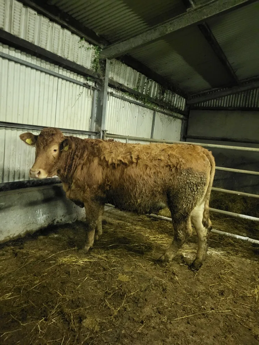 Springers calving Feb/March - Image 1