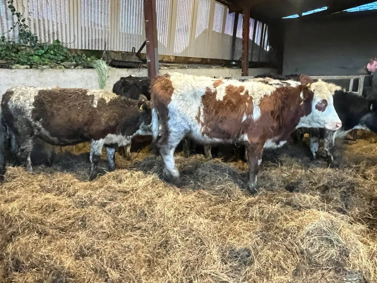 10 super  300 kg Simmental heifers - Image 2