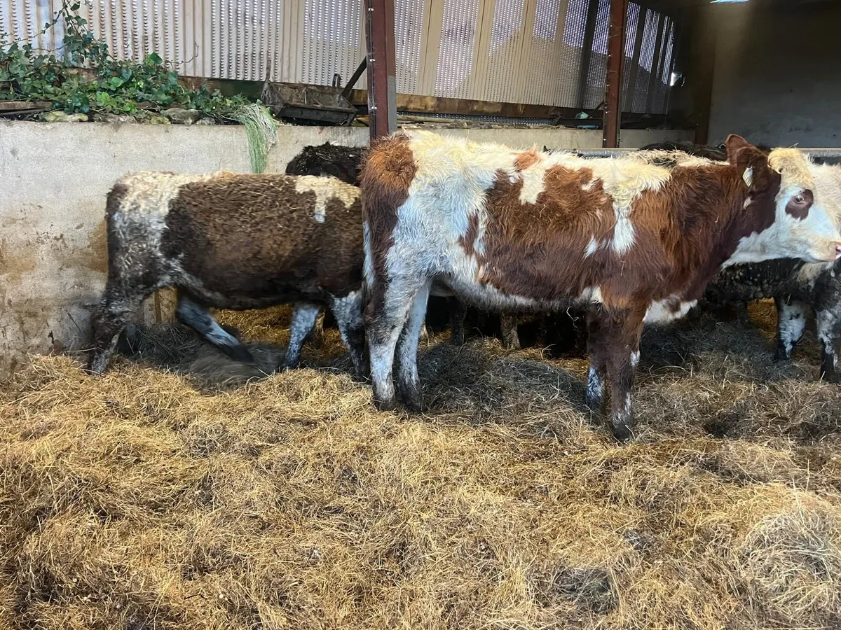 10 super  300 kg Simmental heifers - Image 3