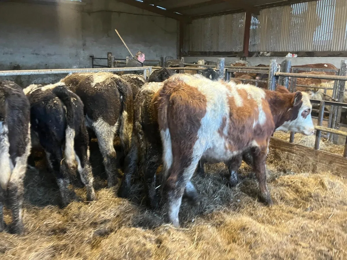 10 super  300 kg Simmental heifers - Image 4