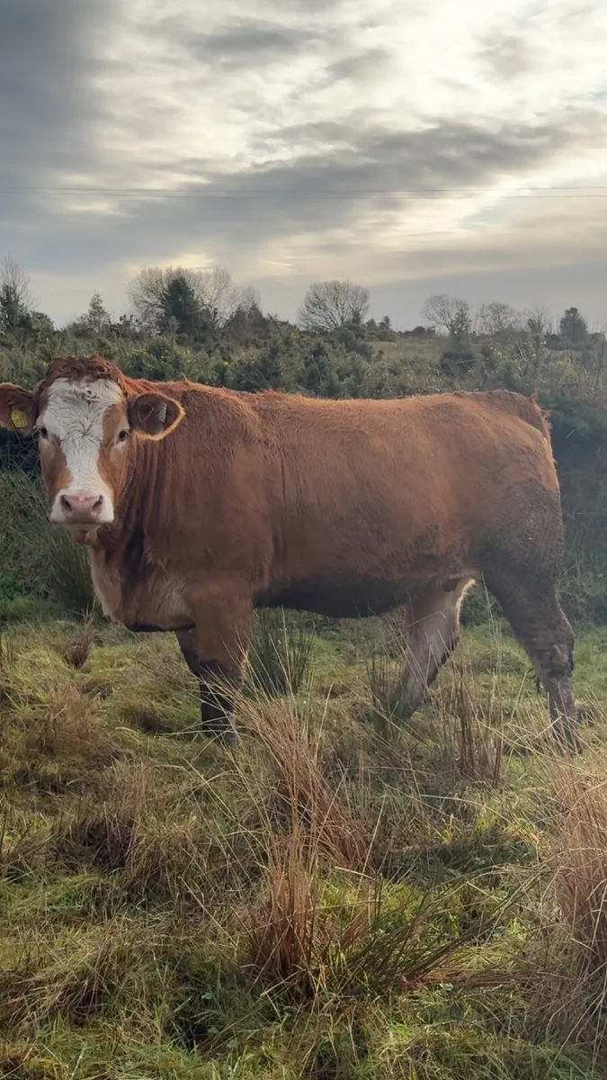 ⭐️Super springer heifer balla mart⭐️ - Image 4