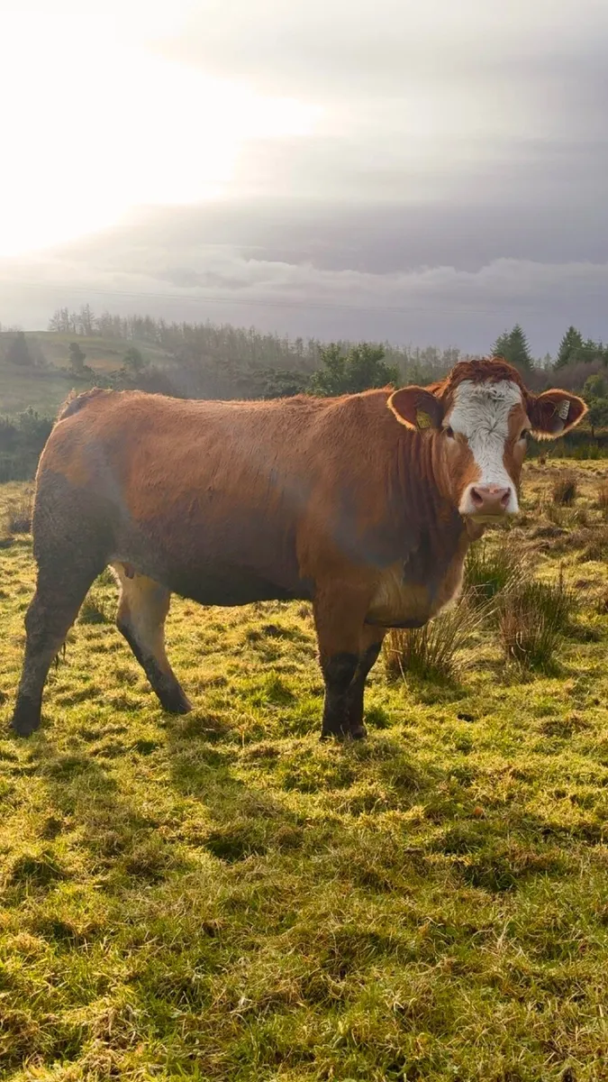 ⭐️Super springer heifer balla mart⭐️ - Image 1