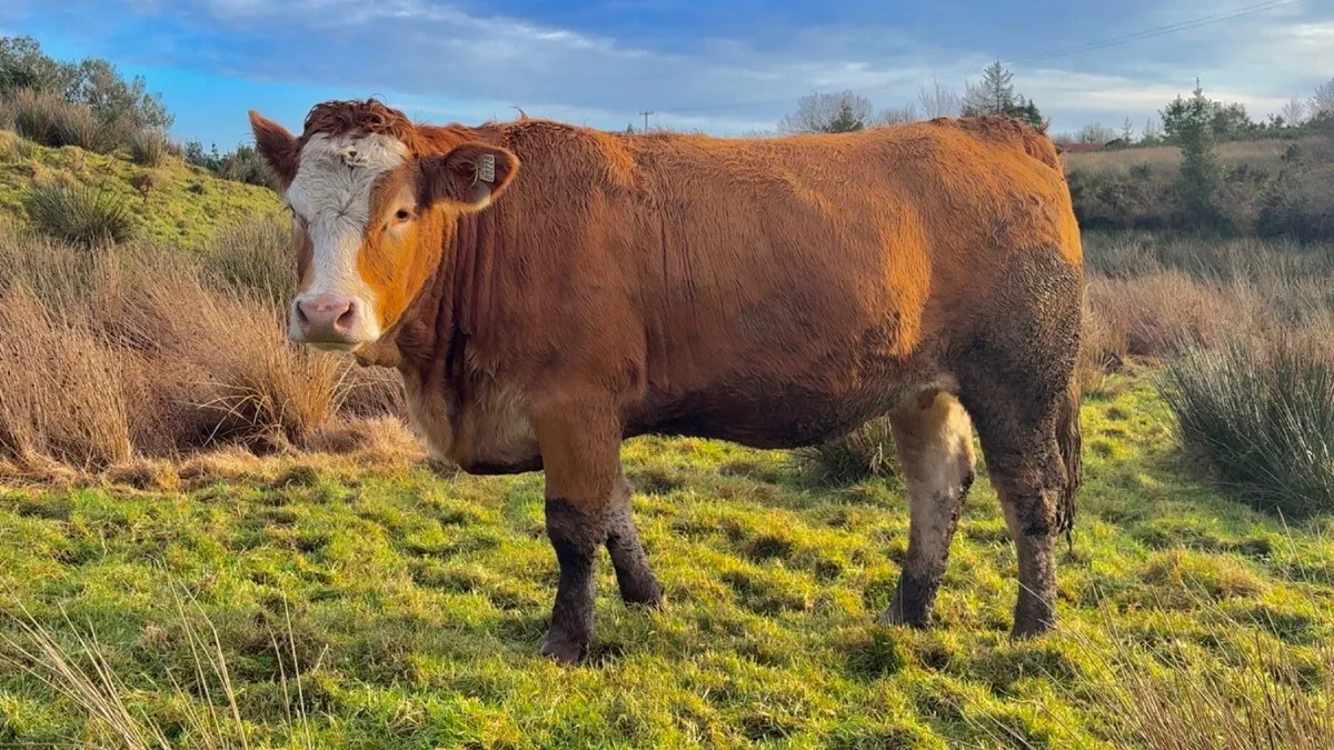 ⭐️Super springer heifer balla mart⭐️ - Image 2