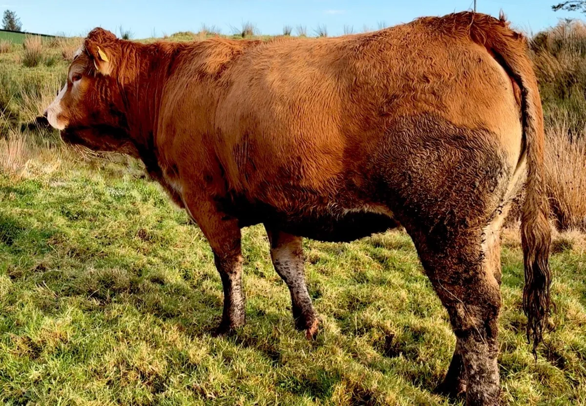 ⭐️Super springer heifer balla mart⭐️ - Image 3