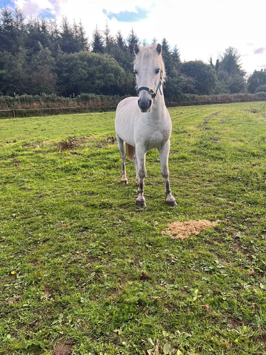 11/2 gelding pony - Image 2