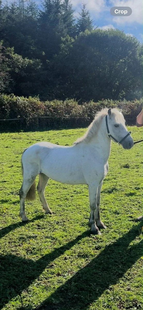 11/2 gelding pony - Image 3