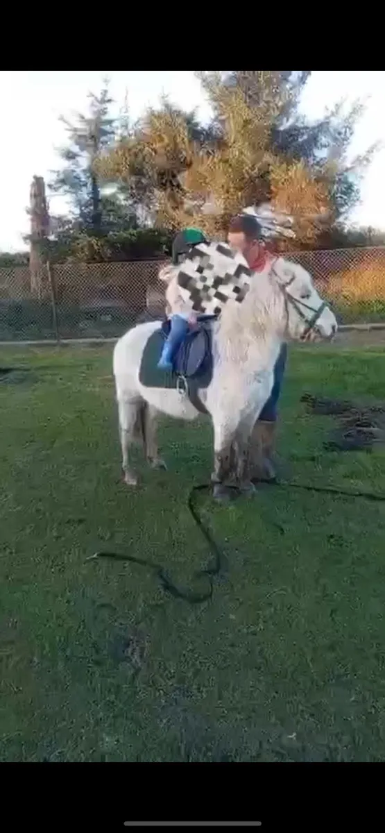 11/2 gelding pony - Image 1