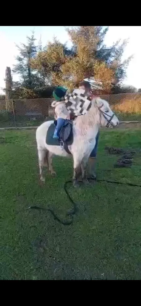 11/2 gelding pony - Image 4