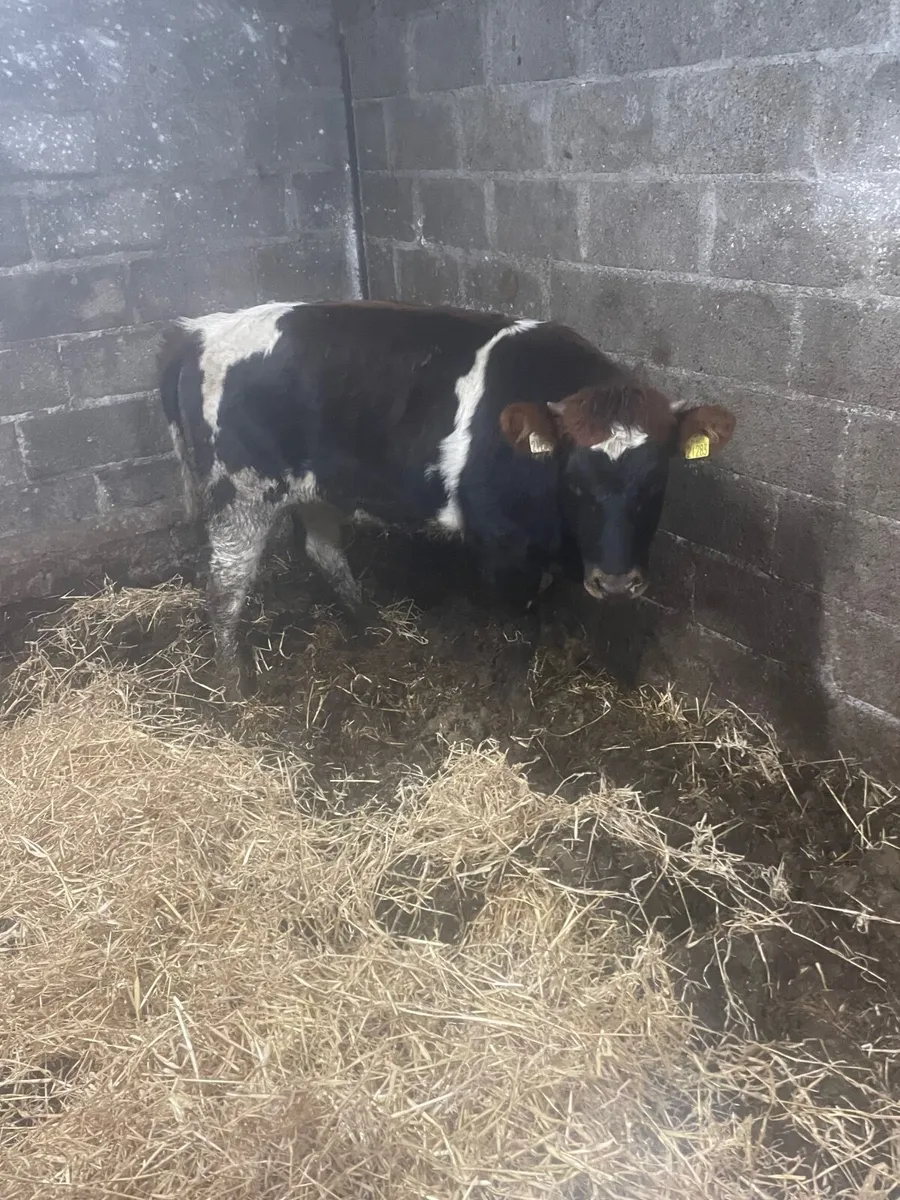 FR heifer - Image 2