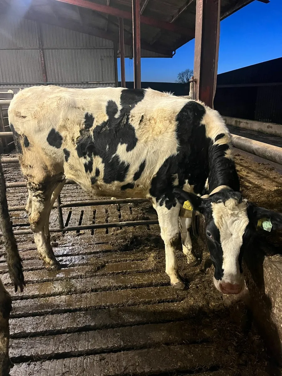 14 Bulling heifers for sale - Image 3