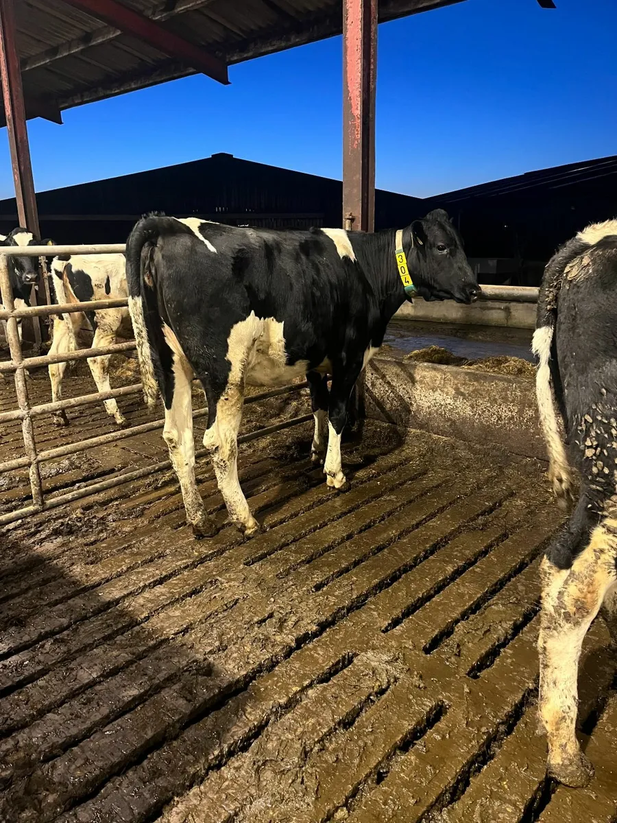 14 Bulling heifers for sale - Image 1
