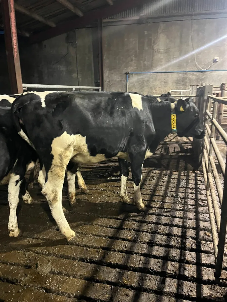 14 Bulling heifers for sale - Image 2